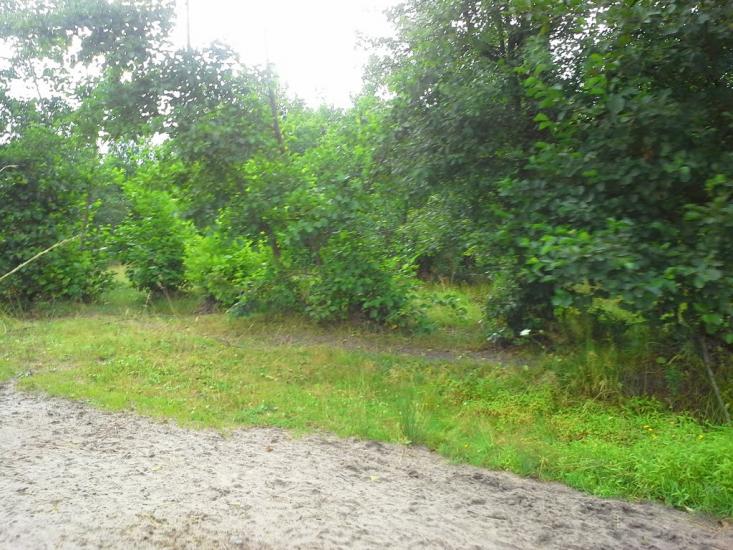 Сошники з panoramio.com - Сошники