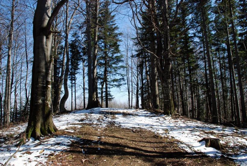 Букове з panoramio.com - Букове