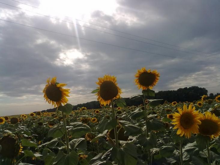 Шрамки з panoramio.com - Шрамки