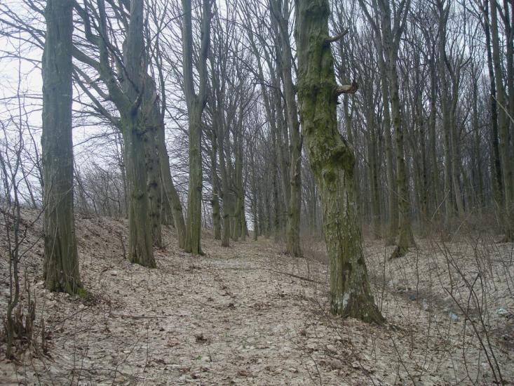 Слобода-Межирівська з panoramio.com - Sloboda-Mezhyrivska