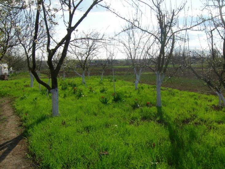 Пересадівка з panoramio.com - Пересадовка