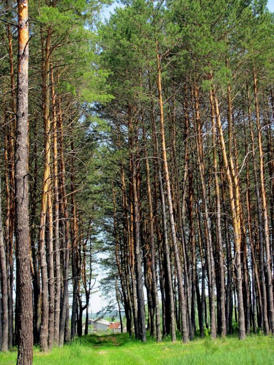 Козлиничі з panoramio.com - Козлиничи