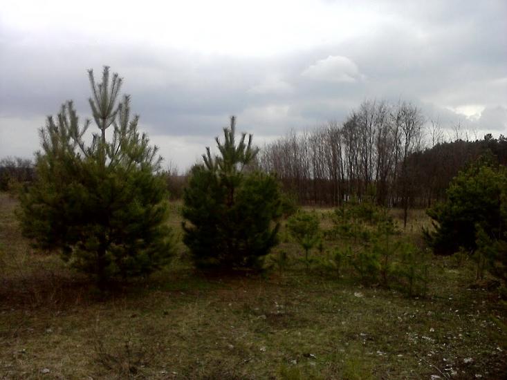 Халявин з panoramio.com - Халявин