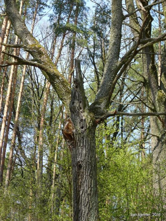 Лугини з panoramio.com - Лугины