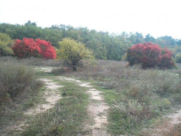 Галицинове з panoramio.com - Галициново