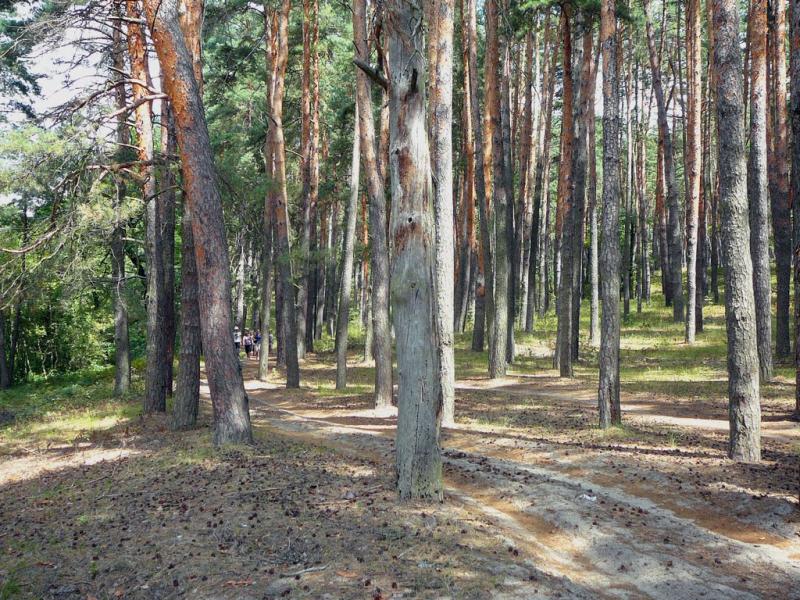 Кам'янка з panoramio.com - Каменка
