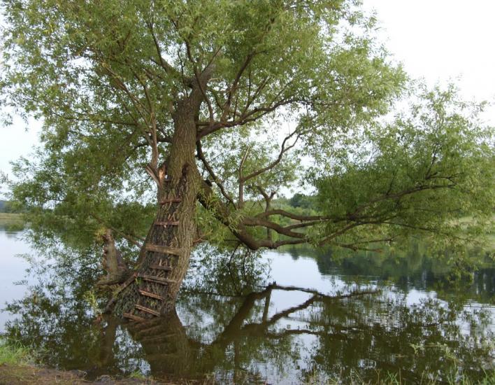 Росоховата з panoramio.com - Росоховата