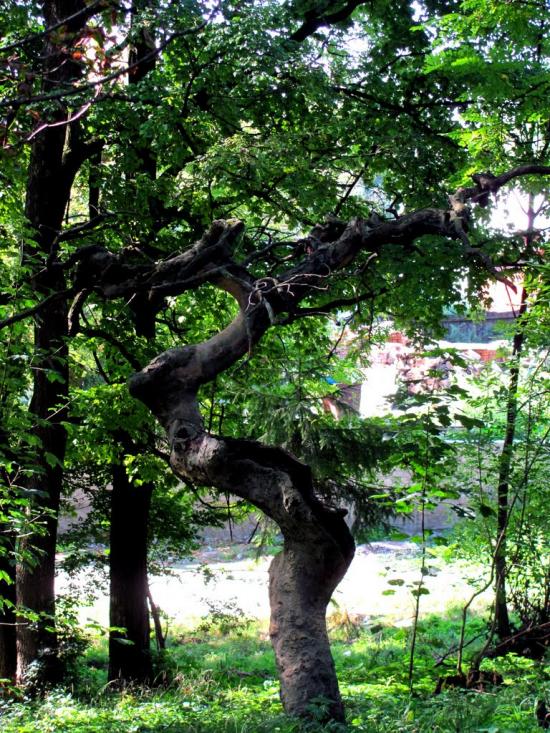 Буськ з panoramio.com - Буск