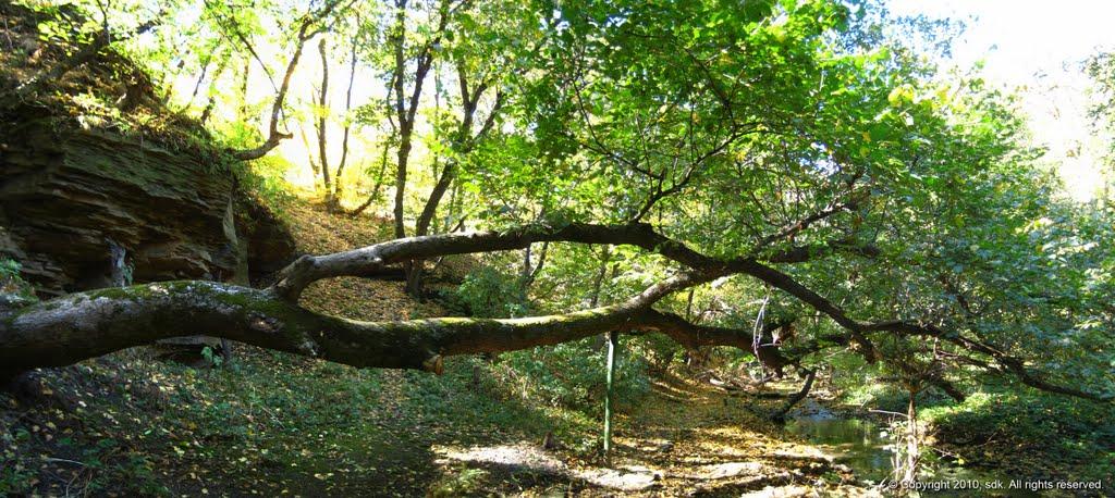 Комісарівка з panoramio.com - Комиссаровка