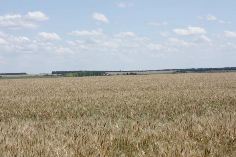 Чернявка з panoramio.com - Чернявка