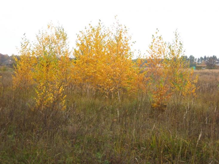 Терентіївка з panoramio.com - Терентіївка