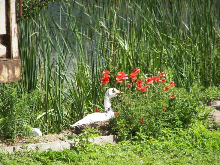 Квасилів з panoramio.com - Квасилов