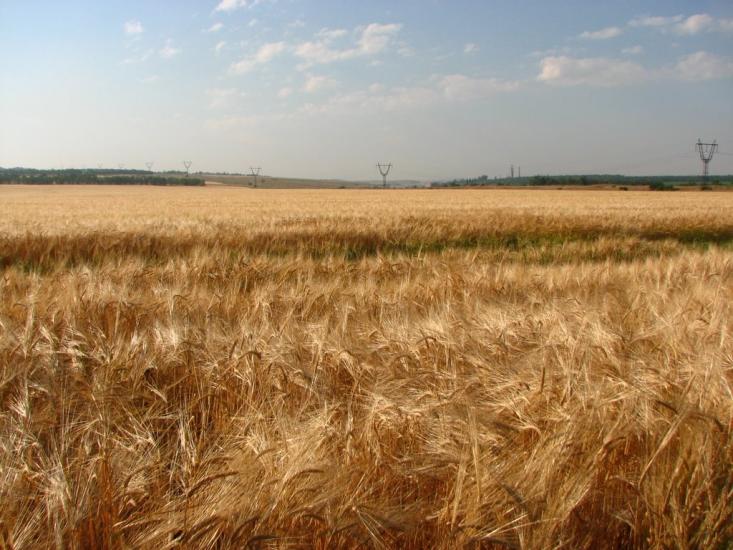 Весела Тарасівка з panoramio.com - Весела Тарасівка