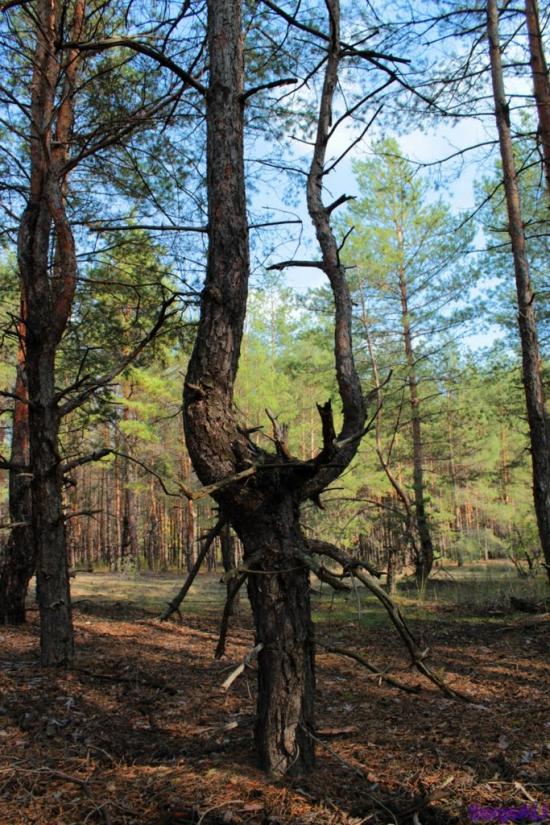 Валуйське з panoramio.com - Валуйское