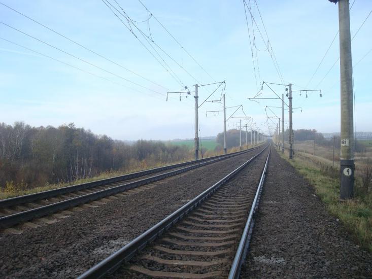 Рідкодуби з panoramio.com - Рідкодуби