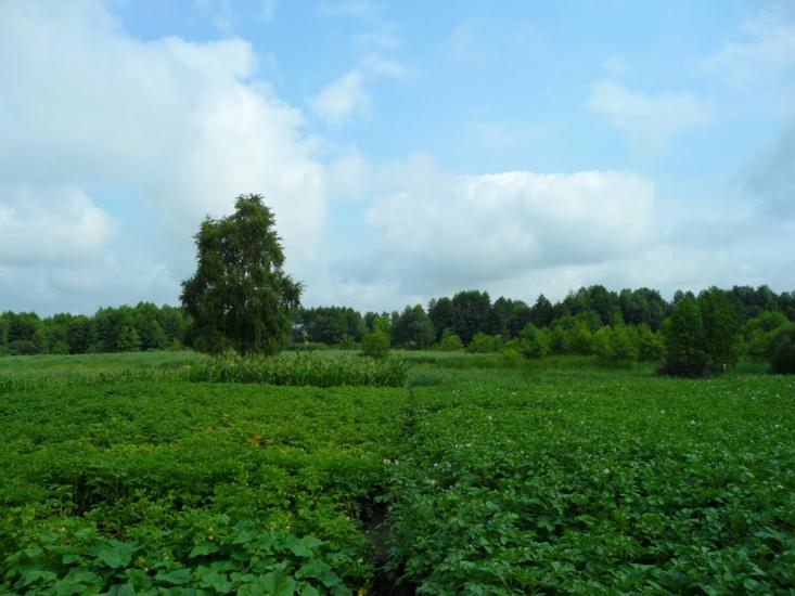 Сніжна з panoramio.com - Сніжна
