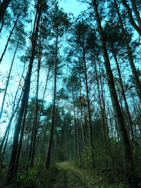 Дідовичі з panoramio.com - Дідовичі