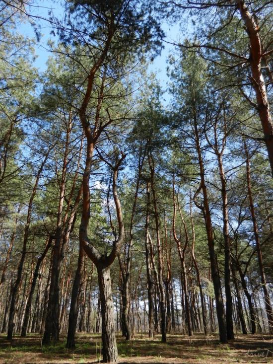 Інгулець з panoramio.com - Ингулец