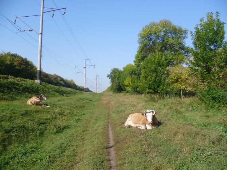 Гоголеве з panoramio.com - Гоголево