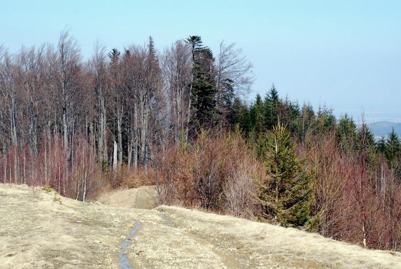 Букове з panoramio.com - Букове