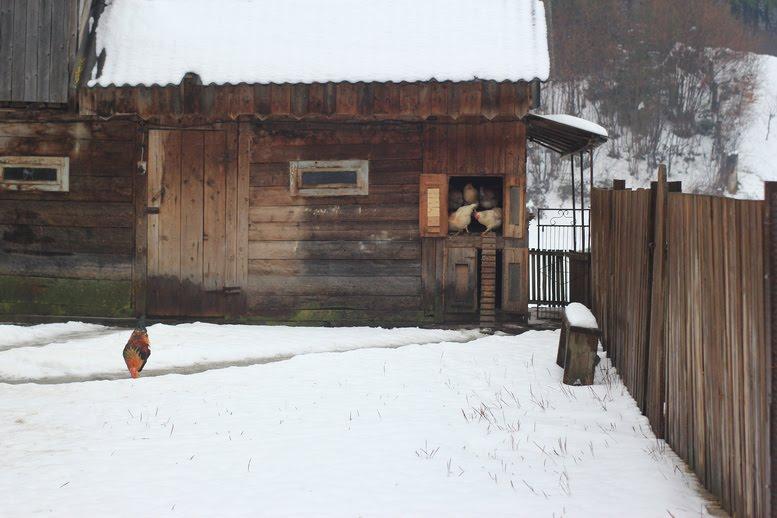 Усть-Чорна з panoramio.com - Усть-Чорна