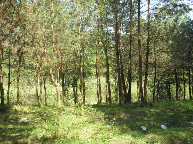 Забороль з panoramio.com - Забороль