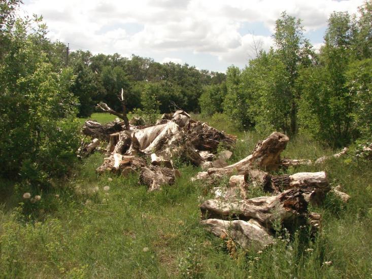 Новий Донбас з panoramio.com - Новый Донбасс