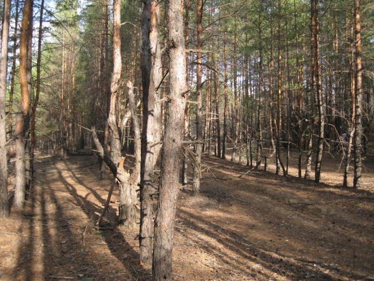 Валуйське з panoramio.com - Валуйское