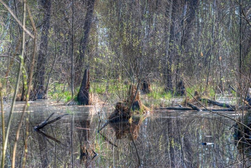 Старий Караван з panoramio.com - Staryy Karavan