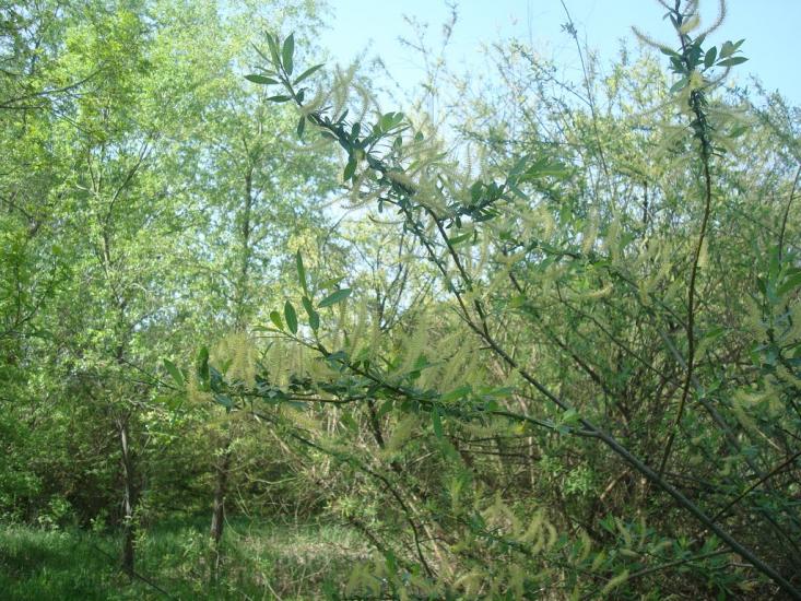 Любомирівка з panoramio.com - Любомировка