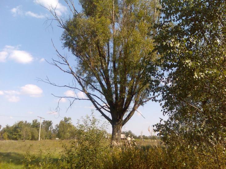 Мелені з panoramio.com - Meleni