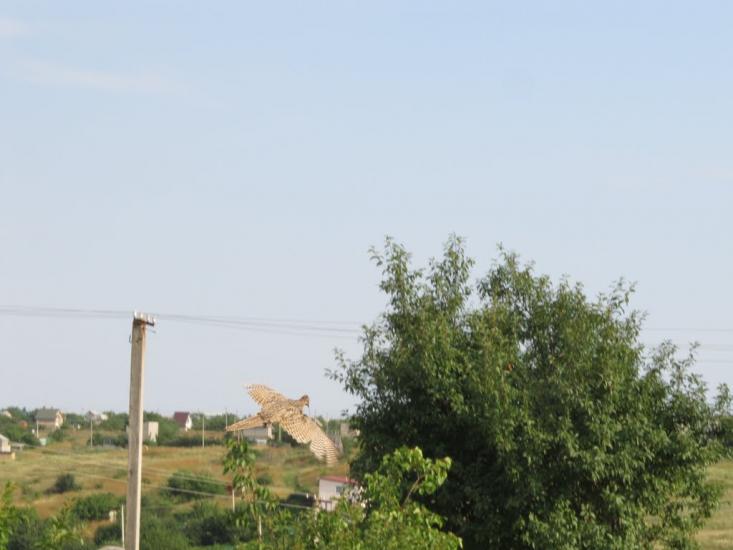 Пшонянове з panoramio.com - Пшеняново