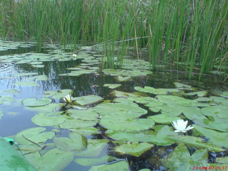 Кам'янка з panoramio.com - Каменка