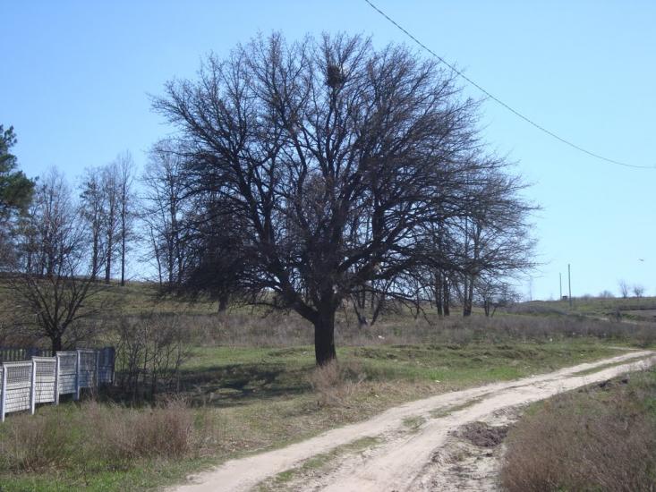 Мала Солтанівка з panoramio.com - Мала Солтанівка