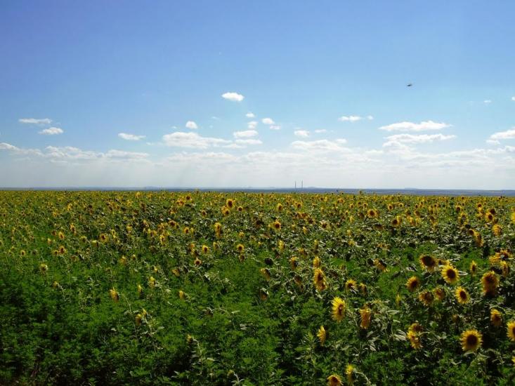 Новозванівка з panoramio.com - Новозвановка