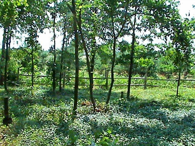 Вирка з panoramio.com - Vyrka