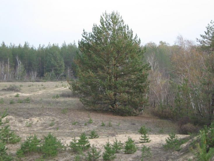 Валуйське з panoramio.com - Валуйское