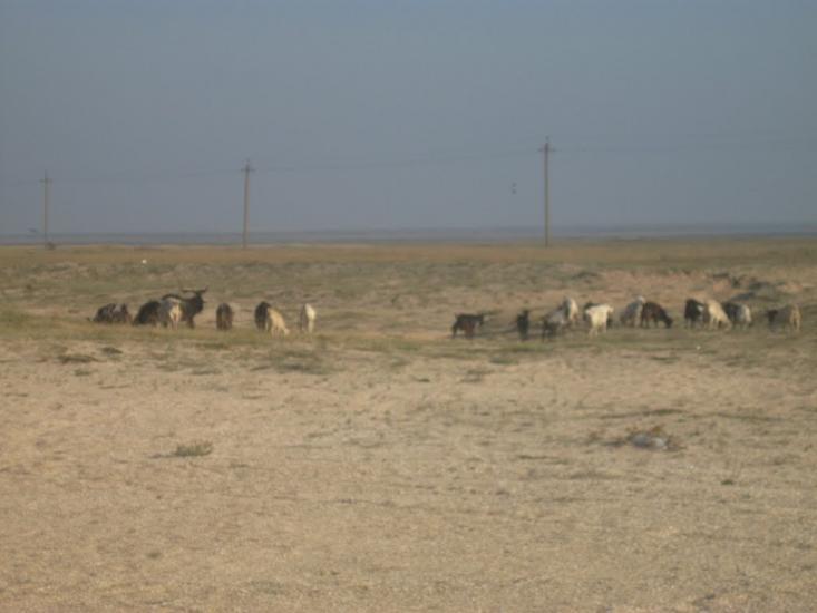 Соляне з panoramio.com - Соляное