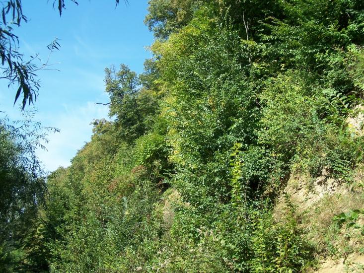 Старе Село з panoramio.com - Старое Село
