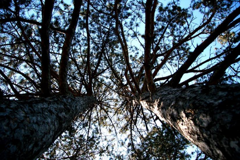 Каштанове з panoramio.com - Каштановое