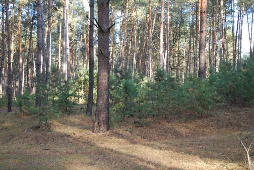 Терлиця з panoramio.com - Терлица