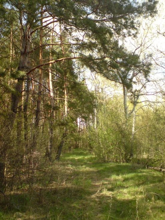 Лабурівка з panoramio.com - Лабуревка