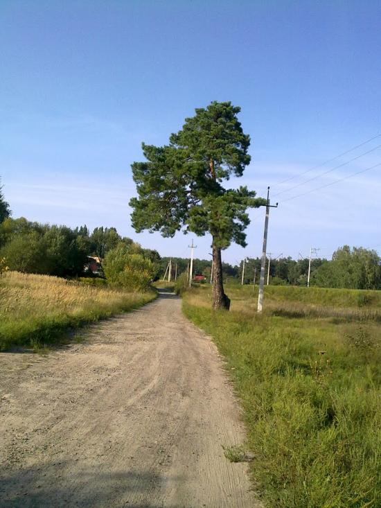 Буча з panoramio.com - Буча
