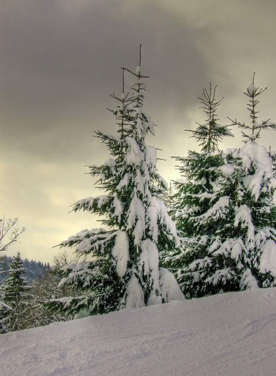 Стебний з panoramio.com - Стебний