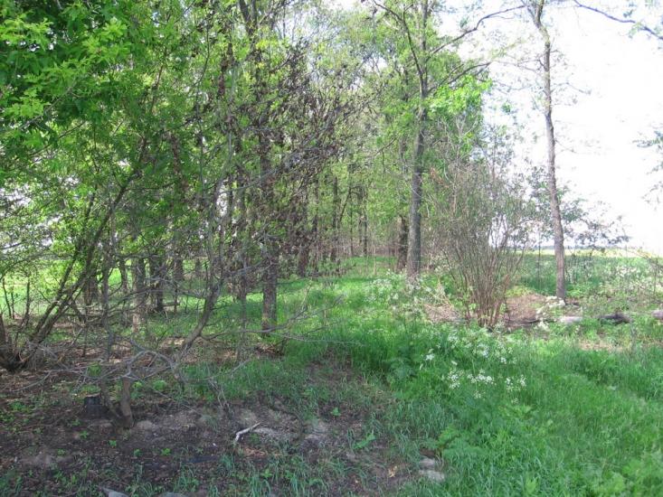 Товстоліс з panoramio.com - Толстолес