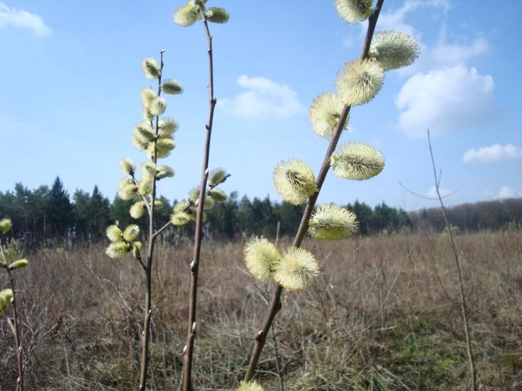 Ставчани з panoramio.com - Ставчаны