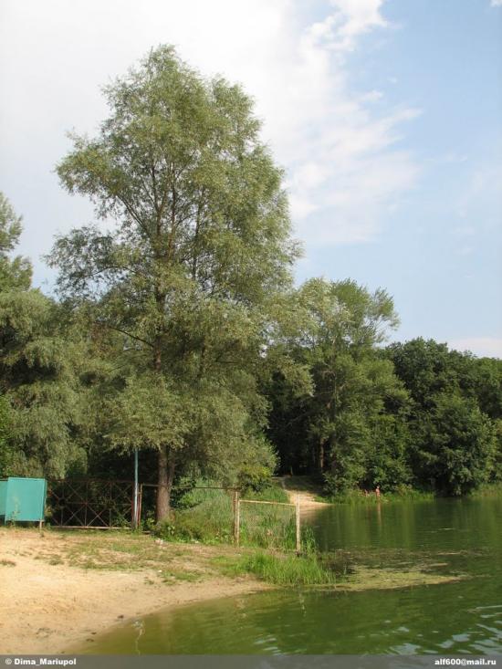 Старий Караван з panoramio.com - Старый Караван