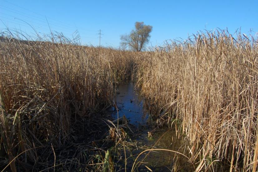 Борівське з panoramio.com - Боровское