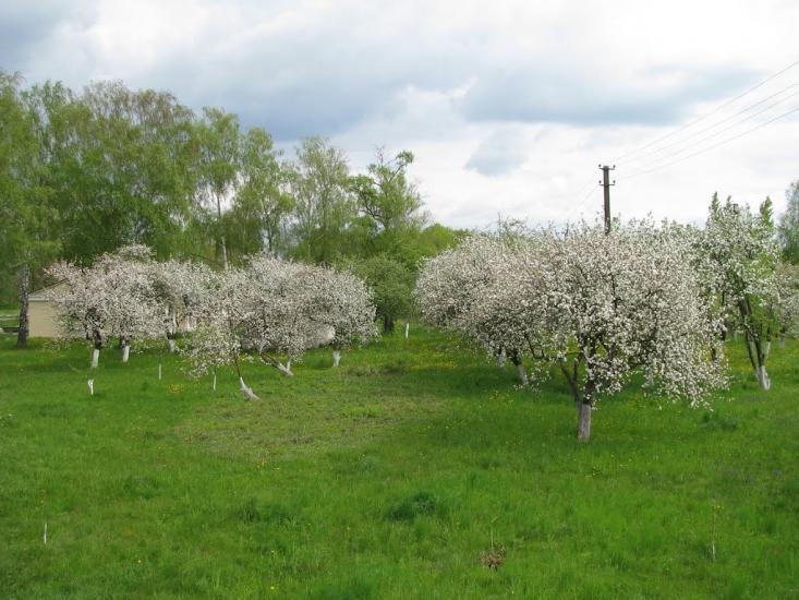 Курне з panoramio.com - Kurne