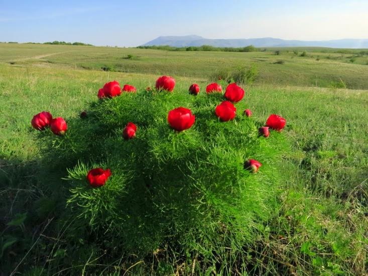 Дружне з panoramio.com - Дружне